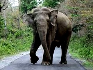 German tourist killed by wild elephant in India