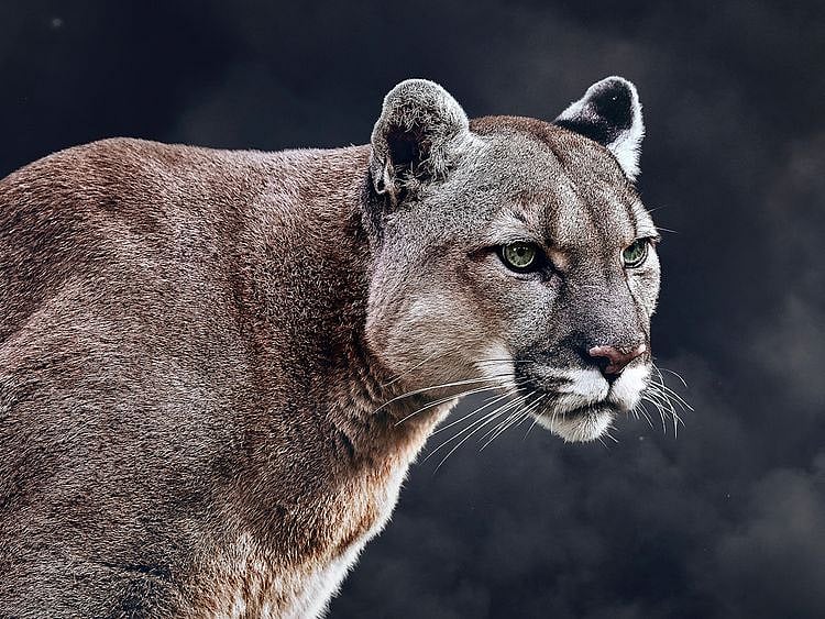 Mountain lion claws man relaxing in hot tub while on vacation in Colorado