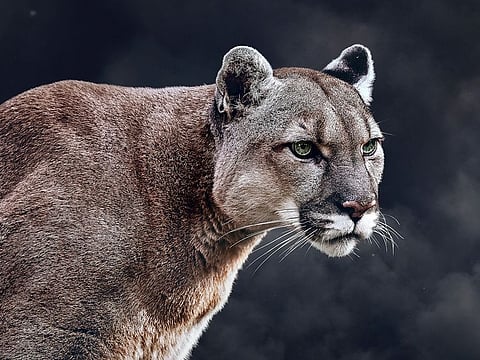 [Illustrative image.] State wildlife officers immediately began searching for the big cat along a steep ridge near a creek but couldn't find any tracks in the frozen snow.