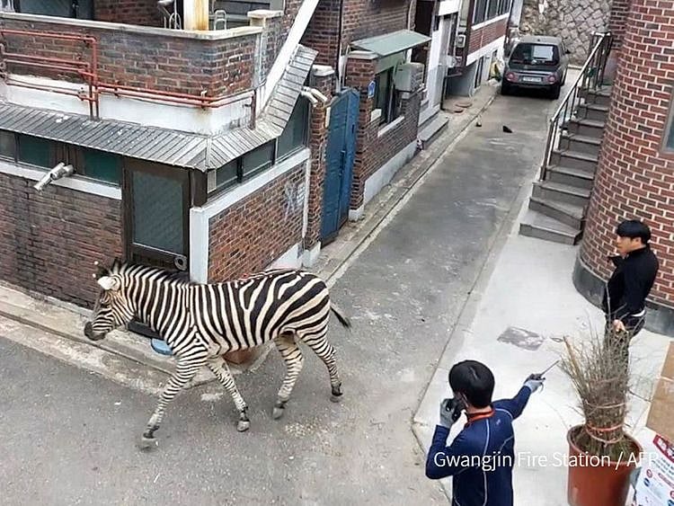 Seoul zebra