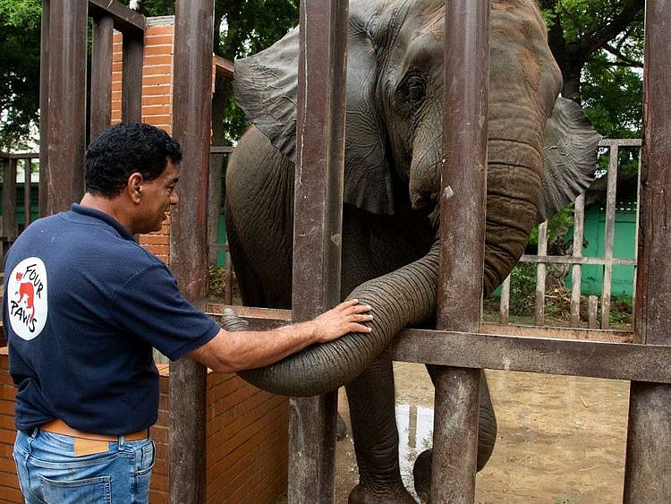 Pakistan elephant noor jehan four paws amir khalil