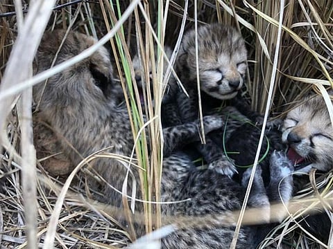 Cubs born to Cheetah brought in from Nambia