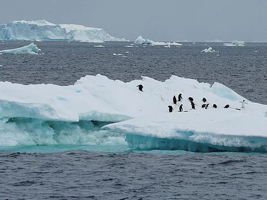 Scientists say there is a lot more than penguins to the Heard and McDonald Islands territory.