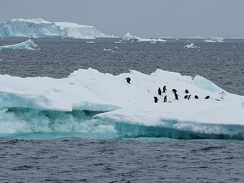 Scientists say there is a lot more than penguins to the Heard and McDonald Islands territory.