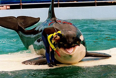 Trainer Marcia Hinton pets Lolita during a performance at the Miami Seaquarium in Miami.