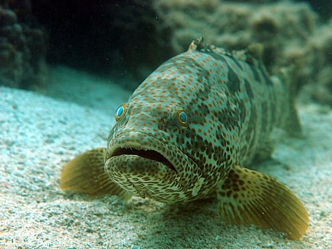 The average size of mature hamour in Abu Dhabi waters has increased by 18 per cent over the past two years.