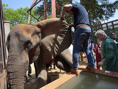 Veterinarians from the global animal welfare group, Four Paws, conduct a medical check-up of an elephant named "Noor Jehan" at Karachi Zoo, in Karachi, Pakistan, on April 5, 2023.  