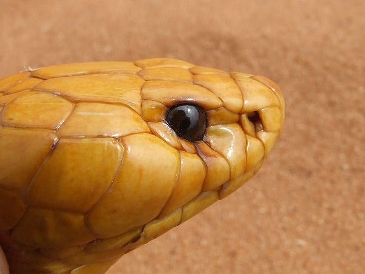 STOCK Cape Cobra