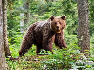 Japan remains one of the few countries where large mammals like brown bears are reclaiming territory. [Illustrative image]