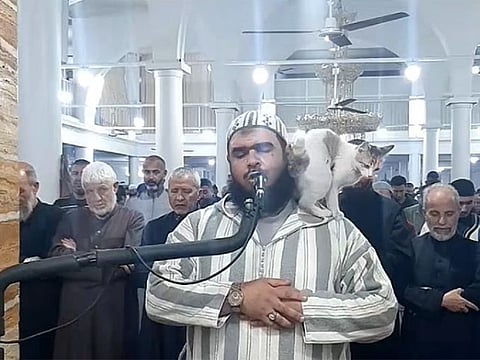 Imam Walid Mehsas was leading Taraweeh, a nightly prayer that is performed every evening during Ramadan, in Bordj Bou Arreridj, Algeria, when the cat hopped onto his chest and climbed its way up to perch on the imam’s shoulders.