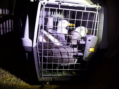 The endangered migratory seabirds were found in Al Khudaira area last month