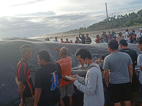 Onlookers stand near a dead whale, suspected to be a male Sperm Whale, that got stranded on Yeh Leh Beach in Jembrana.