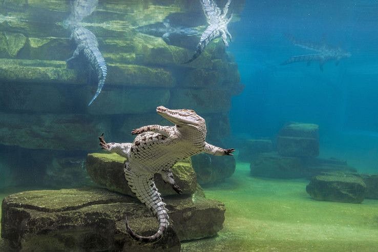 1. Dubai Crocodile Park_aquarium-1681299640372