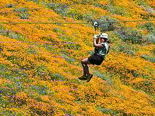Photos: California bursts into 'super bloom' after wet winter