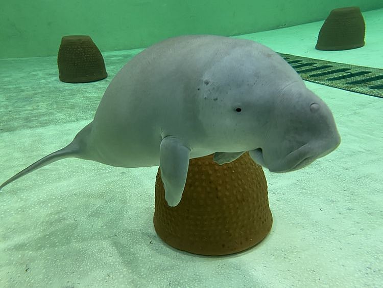 NAT_230412 Dugong Rescue_SZ 1-1681365936521