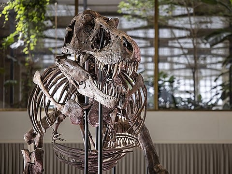 The skeleton of a Tyrannosaurus rex named Trinity.
