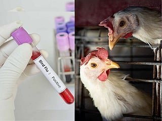 US records its first human death from bird flu