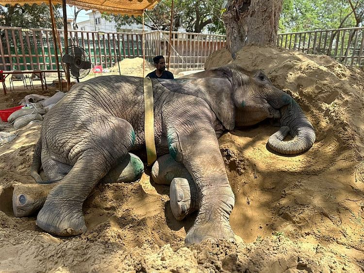 Noor Jehan elephant-1682159306915