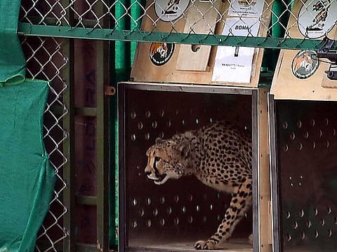 In this file handout photograph taken on September 17, 2022 and released by the Indian Press Information Bureau (PIB) shows a wild cheetah being released at Kuno National Park in Madhya Pradesh state. 