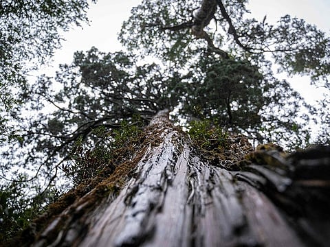  The 'Great Grandfather' tree, 28 meters tall and four meters in diameter, is in the process of being certified as the oldest on the planet.