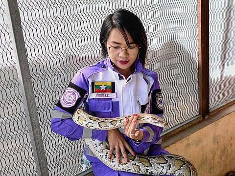 Snake catcher Shwe Lei with a snake at the Buddhist monastery in Mingalardon Township in Yangon. 