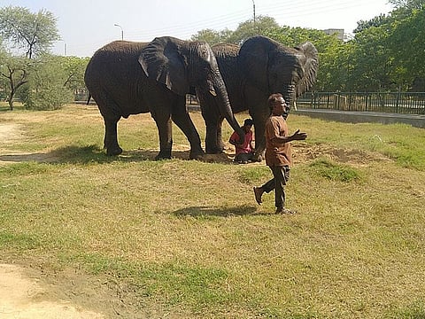 A view of Safari Park Karachi where Elephant Sanctuary will be constructed. Currently, two female African elephants Sonia and Malika are being kept here and soon the Karachi Zoo’s African elephant Madhbuala will be moved  here.