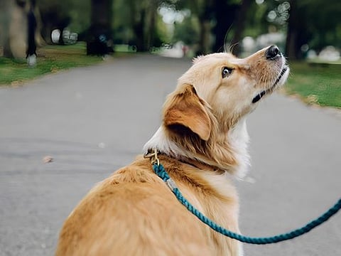 Maintaining eye contact is crucial during the delivery of instruction