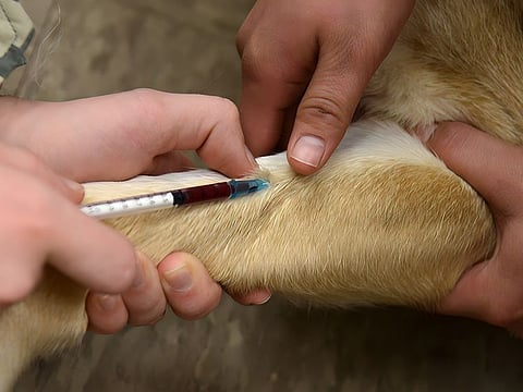 VacciCheck is a major pillar in My Second Home’s crusade to prevent infection and disease among its 3,000 members