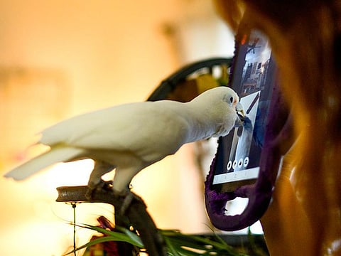 Researcher Jennifer Cunha's 11-year-old parrot, Ellie, enjoys a video call from her Florida home. 