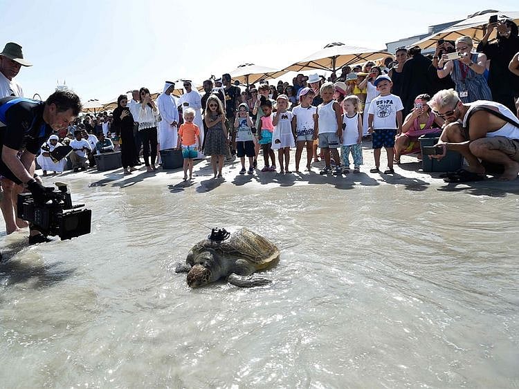 Turtle rehabilitation at Jumeirah Al Naseem 