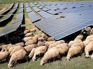 Photos: Kosovo solar farm goes even greener, using sheep to mow the grass 