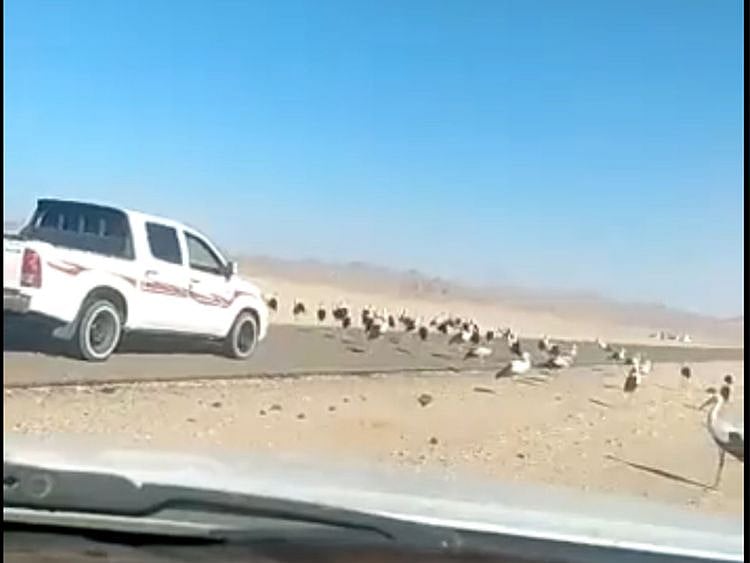 BIRDS 221-1683284265774