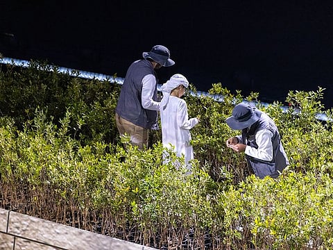 Archive image of saplings planted during National Day show in Abu Dhabi on December 2, 2022