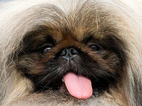 The November 30-December 1 event will feature various dog contests. Illustrative image.