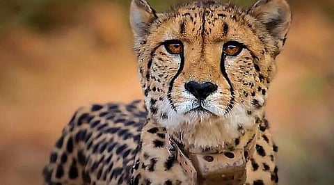 ‘Daksha’ is the second female and the second South African cheetah to die at the KNP after male cheetah ‘Uday’ last month
