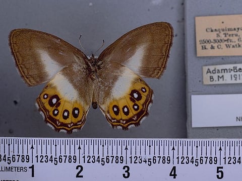 A butterfly from the Saurona group of butterflies. 