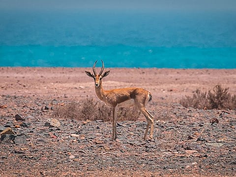 Experts and crew lived on the island for weeks to capture footage up to 1,000 hours