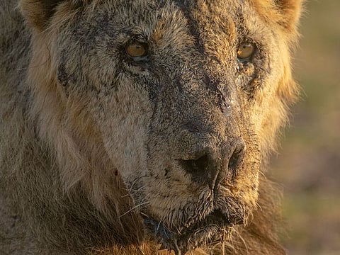 This photo provided by Lion Guardians shows the male lion named "Loonkiito" in Amboseli National Park, in southern Kenya on Feb. 20, 2023. One of Kenya's oldest wild lions, Loonkiito, 19, was killed by herders and the government has expressed concern as six more lions were speared at another village on Saturday, May 13, 2023, bringing to 10 the number killed the previous week alone.