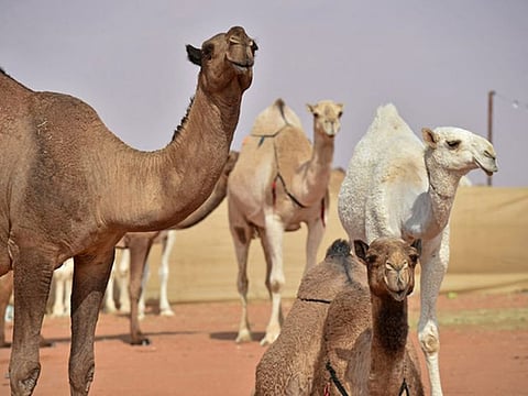  The organising committee said it is necessary for camels registered to participate in the productive stallion category to show up over the period from May 21 to June 3 to undergo paternity tests.