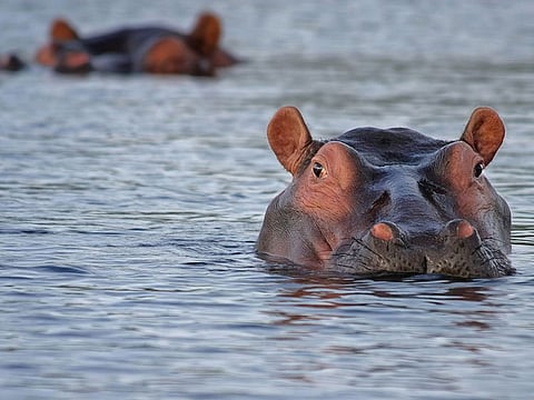 A hippopotamus hit a boat travelling on Malawi's Shire River. For illustrative purposes only.