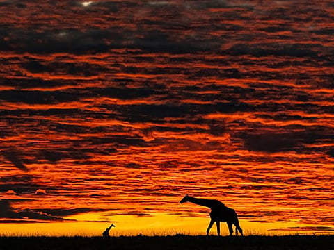 The Mara Trails Photography Exhibition will have a two-day run in Dubai, at Mall of the Emirates. 