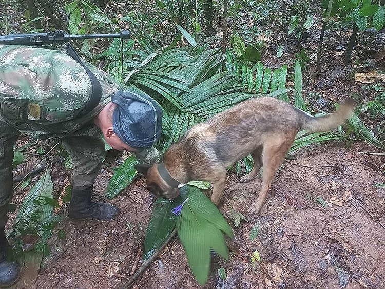 Cessna 206 plane that had crashed in the jungle