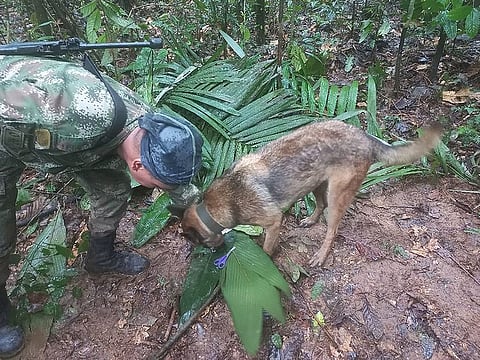 A soldier and a dog take part in a search operation for child survivors from a Cessna 206 plane that had crashed in the jungle more than two weeks ago, in Caqueta, Colombia, on May 17, 2023. 