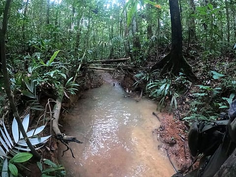The area where a footprint was found in the forest in a rural area of the municipality of Solano, department of Caqueta, Colombia, on May 18, 2023. 