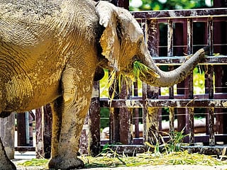 Photos: Get up close with over 3,000 animals before Dubai Safari Park closes for summer