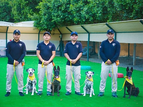 Ready for adoption: Two Dalmatian sisters and two Dutch Shepherd sisters, all surrendered to Al Mayya K9 Kennels and Rescue Centre Organisation, UAE, with their trainers who have prepared them for new homes. The organisation, which will be taking part in the June 10 pet adoption event, says it does not charge any adoption fees. 