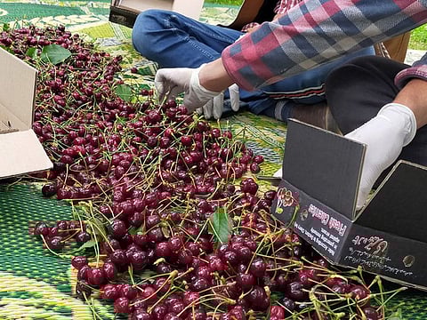 Freshly-harvested cherries in Gilgit city of Pakistan's northern Gilgit-Baltistan region, being packed by locals. This photo was taken in June 2021. 