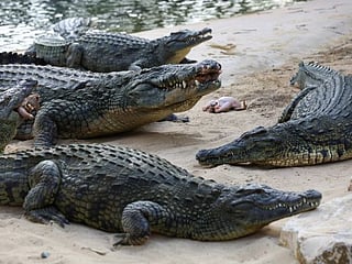 Dubai Crocodile Park: A home to 250 Nile crocodiles