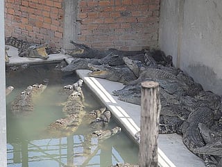 Cambodian man killed by 40 crocodiles after falling in enclosure
