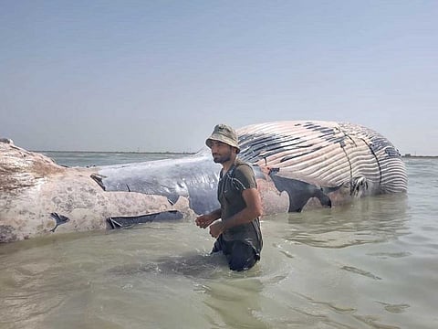 WWF resear­cher Sudheer Ahmed with the blue whale  found dead in Balochistan’s waters near the coast of Jiwani in Gwadar district.
